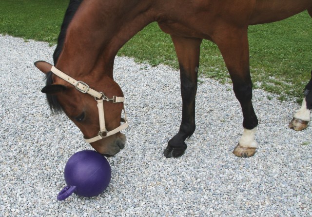 Pferdespielball Grün - Apfelgeschmack