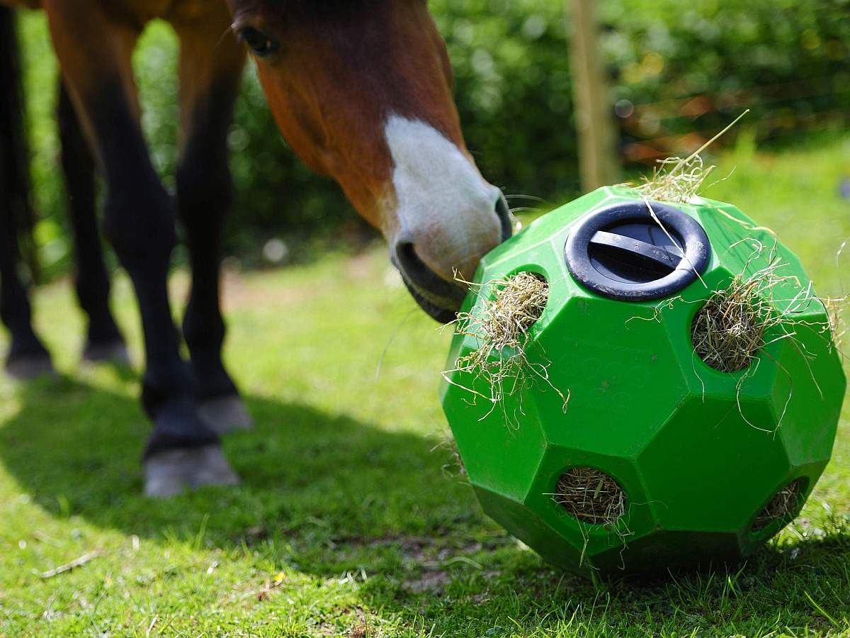 Großpferd mit Futterspielball